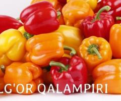 Bulg'or qalampirini terish